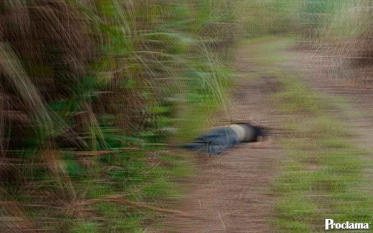 Preocupación en el norte del Cauca por cuerpos hallados en cañaduzales Preocupación en el norte del Cauca por cuerpos hallados en cañaduzales