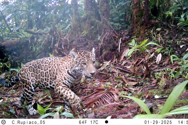 Cali activa red de inteligencia artificial para proteger su biodiversidad - cámaras trampa Cali activa red de inteligencia artificial para proteger su biodiversidad - cámaras trampa
