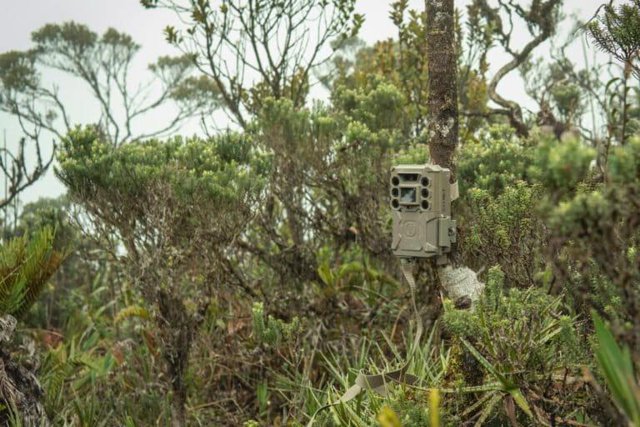 Cali activa red de inteligencia artificial para proteger su biodiversidad - cámaras trampa Cali activa red de inteligencia artificial para proteger su biodiversidad - cámaras trampa