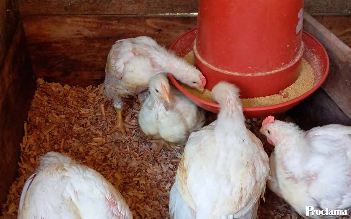Comunidades rurales aprenden a producir su alimento