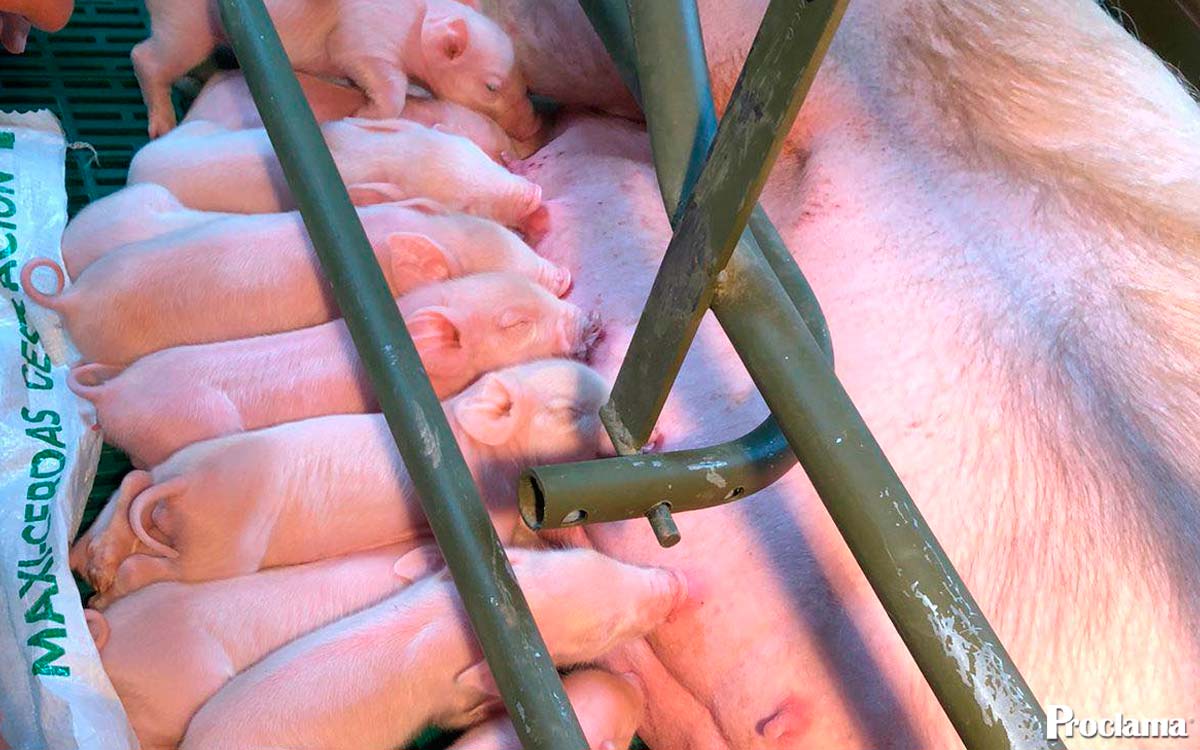 El sueño de Porcicauca que transforma al Cauca desde el campo El sueño de Porcicauca que transforma al Cauca desde el campo
