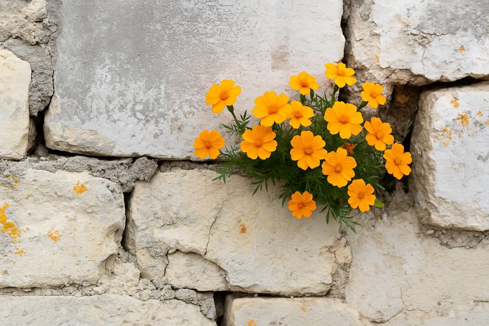 FLORECILLAS EN LAS GRIETAS