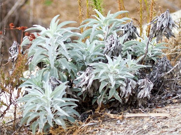 Salvia, planta que cura y no cuesta nada Salvia, planta que cura y no cuesta nada