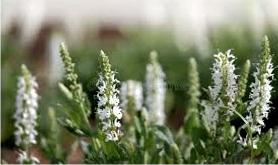 Salvia, planta que cura y no cuesta nada Salvia, planta que cura y no cuesta nada