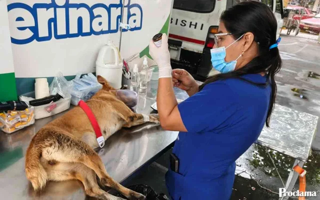 Villa Rica realizó jornada integral de bienestar animal