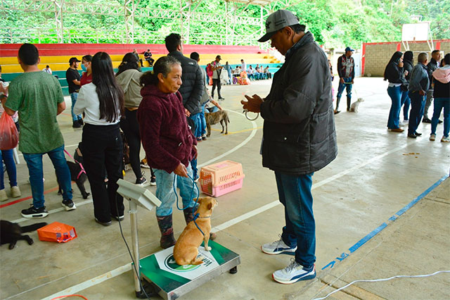 El Tambo realizó jornada de esterilización para 220 caninos y felinos El Tambo realizó jornada de esterilización para 220 caninos y felinos