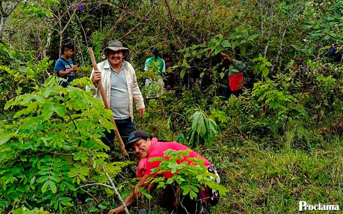 Comunidades de Caloto reforestan zonas estratégicas del municipio Comunidades de Caloto reforestan zonas estratégicas del municipio